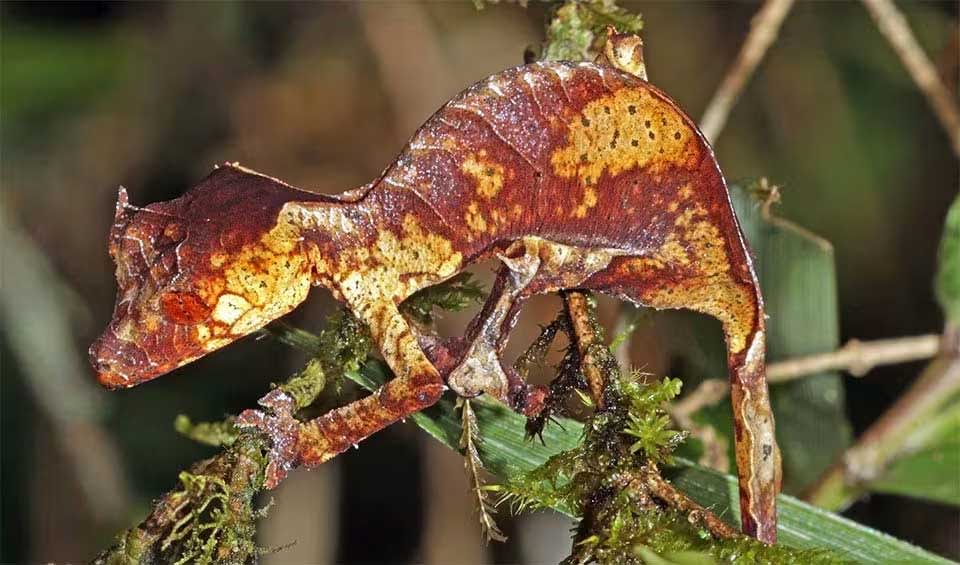 Satanic leaf-tailed gecko facts, distribution & population